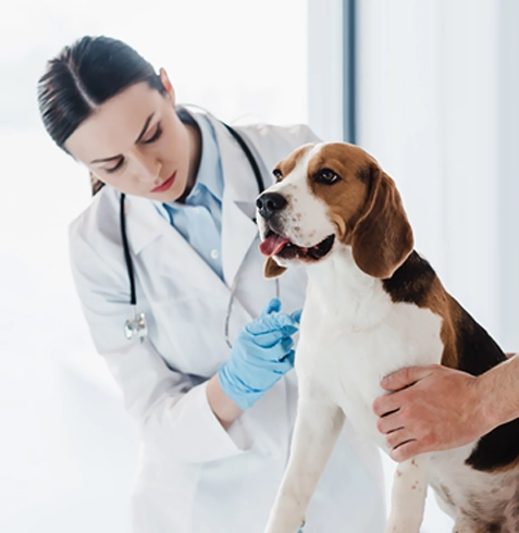 Karamürsel Veteriner